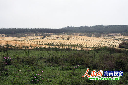 文昌開采鈦礦已經(jīng)有多年，目前中國每年鈦材年需求量在二點(diǎn)五至三萬噸，而國內(nèi)年鈦產(chǎn)量只有一千五百至兩千噸，市場缺口巨大。在國內(nèi)市場上，一噸鈦金屬粉的價(jià)格是六十萬元人民幣，國際市場更高達(dá)每噸八十萬美元。正是因?yàn)殁伒V的極大利潤，才讓很多人對挖采鈦礦趨之若鶩。