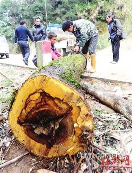 被砍的樹(shù)木被村民追回。