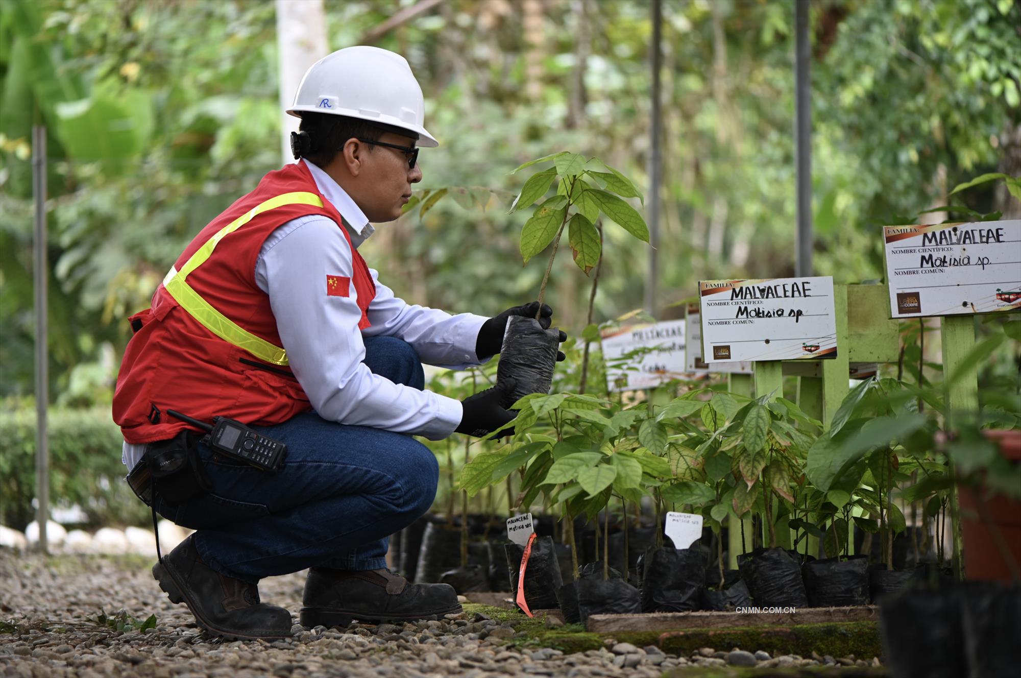 米拉多銅礦員工將稀有的植物移種到植物園。